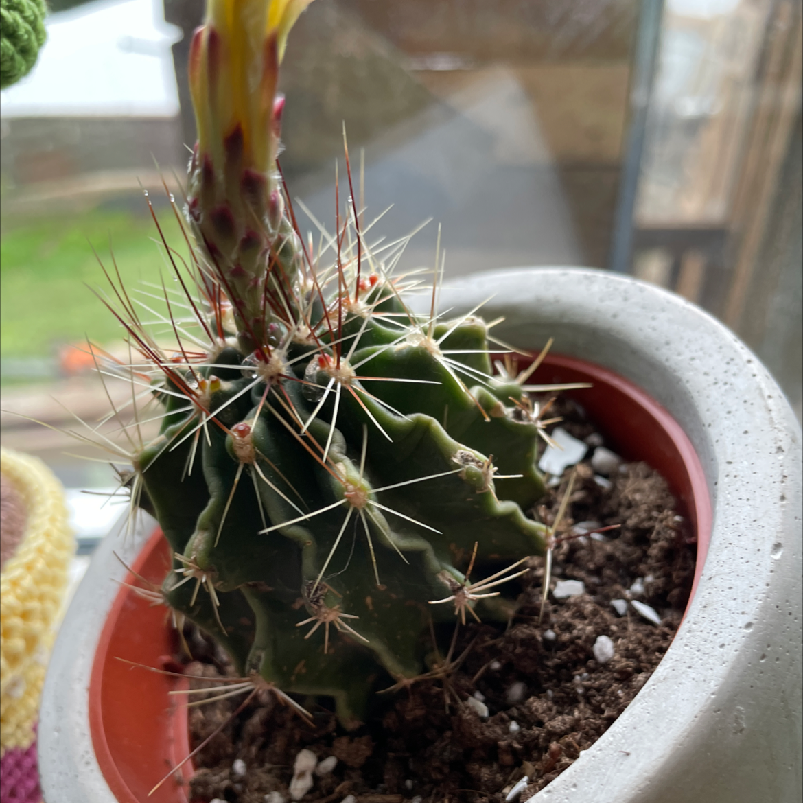 Texas Barrel Cactus plant photo by @mykidneysitch named oliver on Greg, the plant care app.