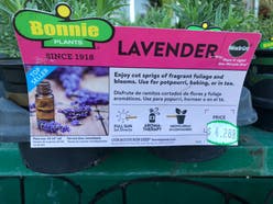 English Lavender plant