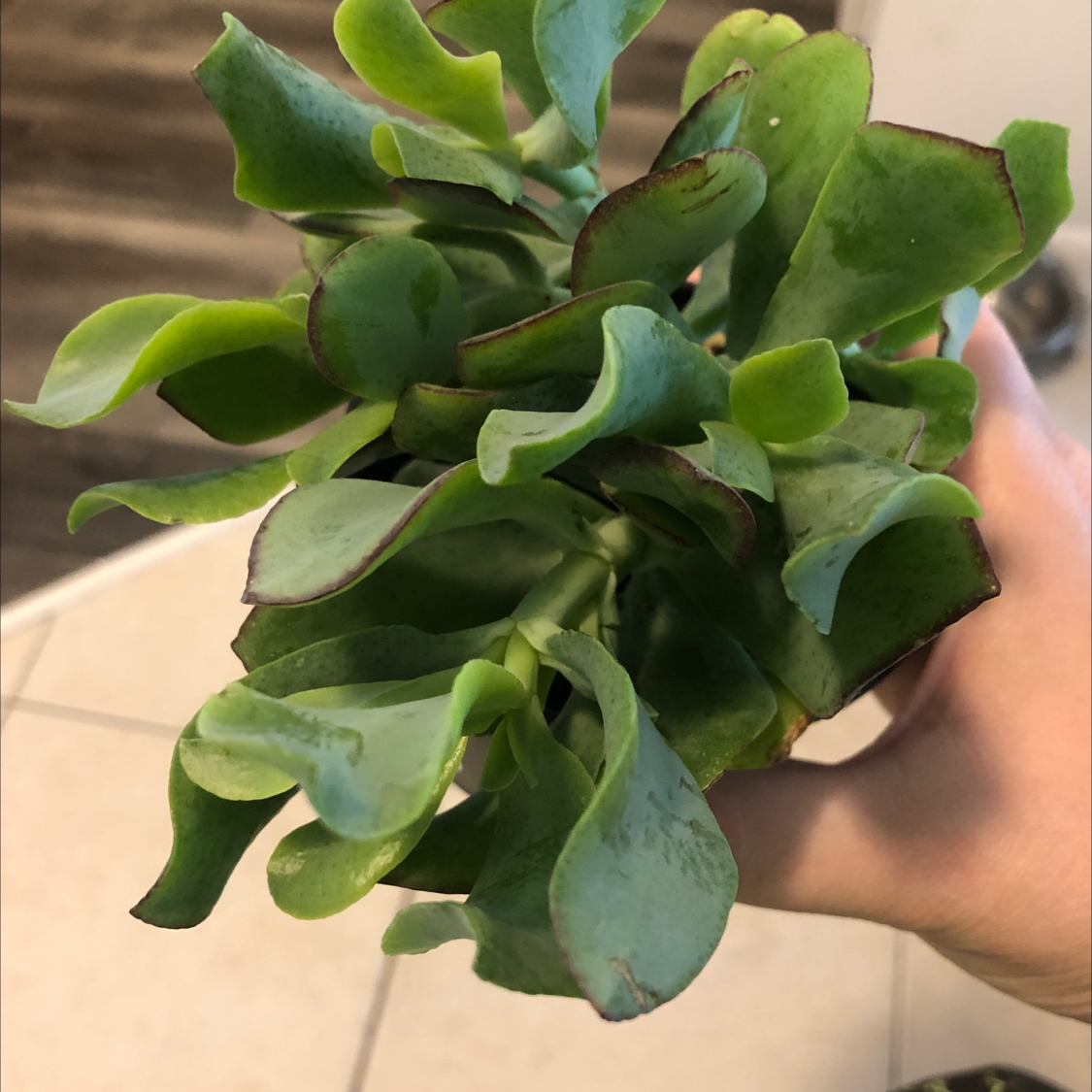 Silver Dollar Plant with green, fleshy leaves and slight browning at the edges, held by a hand.