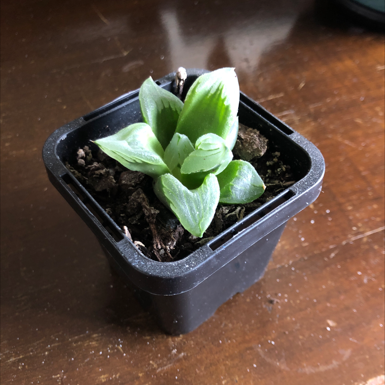 Cathedral Window Haworthia in a black plastic pot with visible soil.