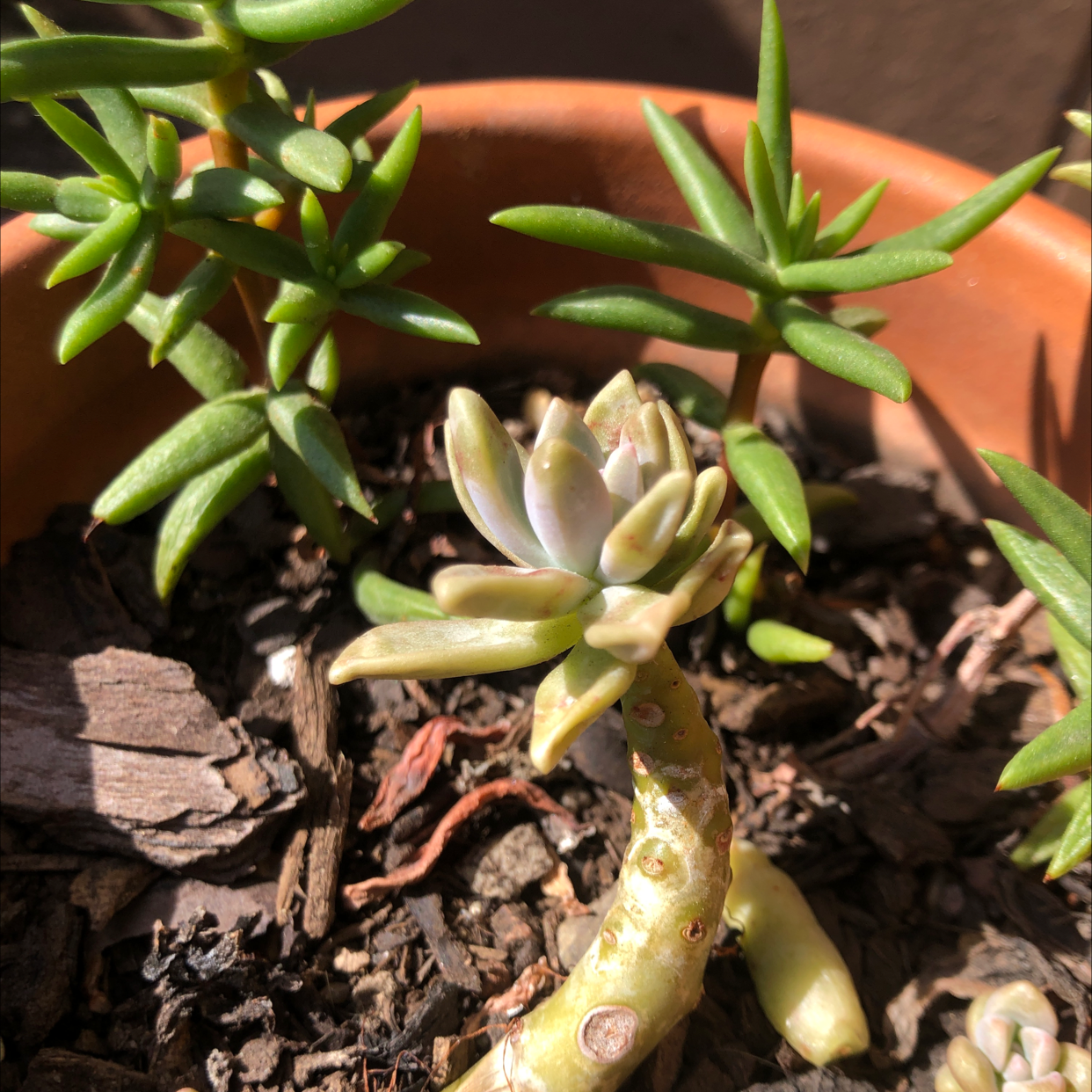 Pale Stonecrop plant in a terracotta pot with some yellowing and browning leaves.