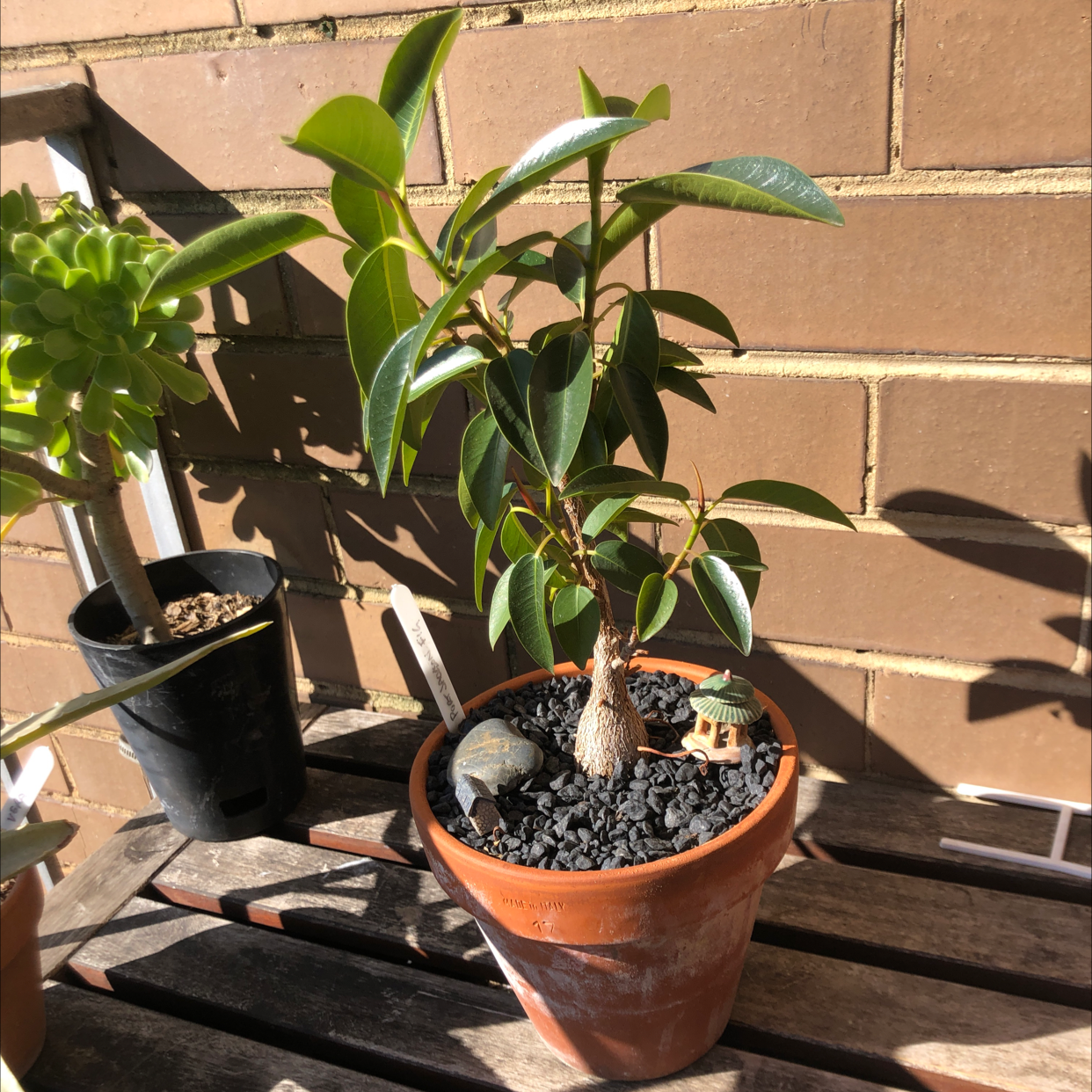 Photo of the plant species Rusty Fig by @Aetherson named Jackson on Greg, the plant care app