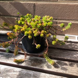 Annual Stonecrop plant photo by @Aetherson named Dangles on Greg, the plant care app.