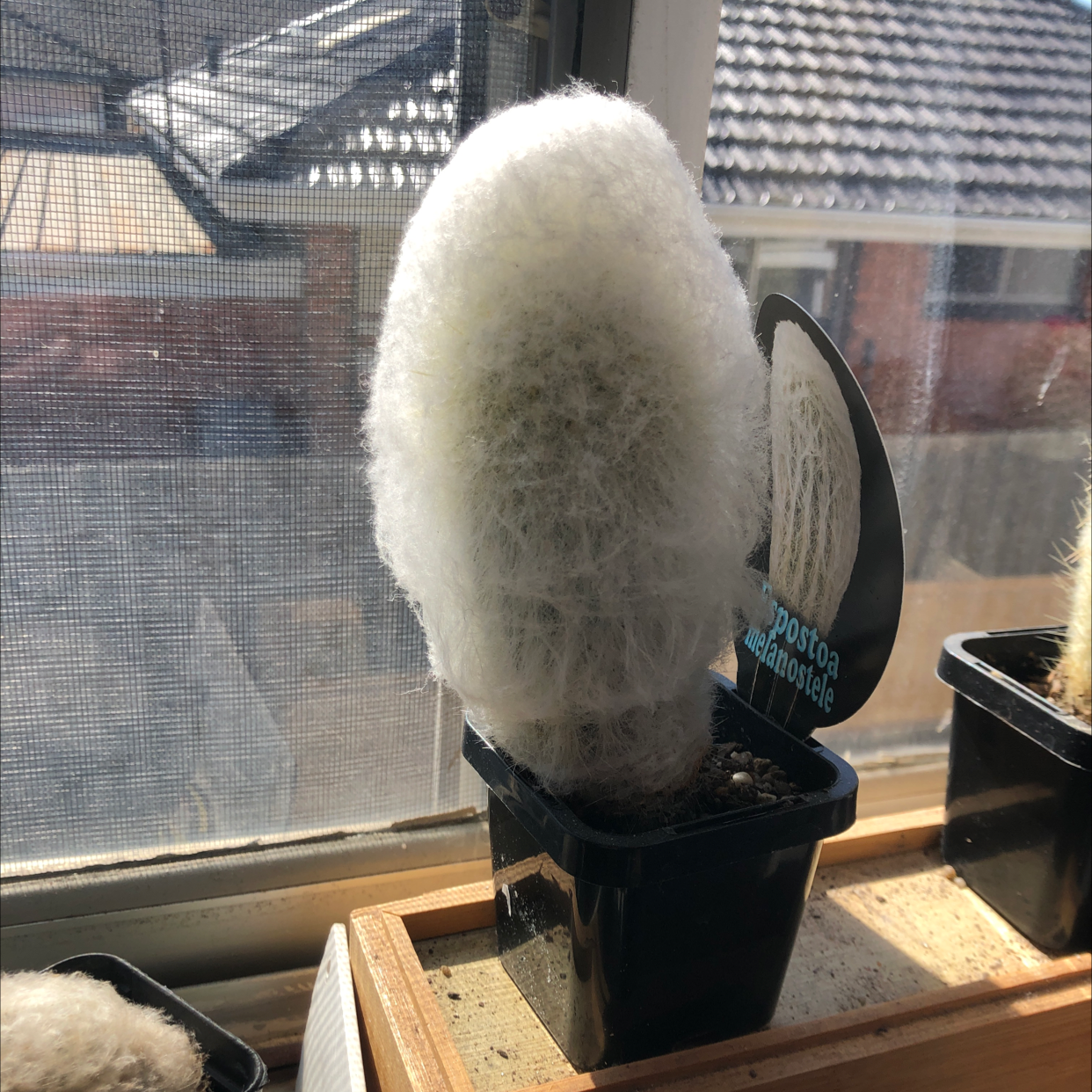 Peruvian Old Lady Cactus plant photo by @Aetherson named Old Lady on Greg, the plant care app.