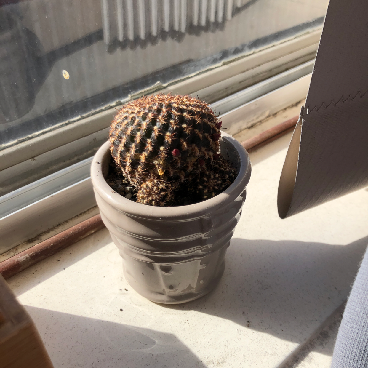Photo of the plant species Rebutia arenacea by @Aetherson named Pumpkins on Greg, the plant care app