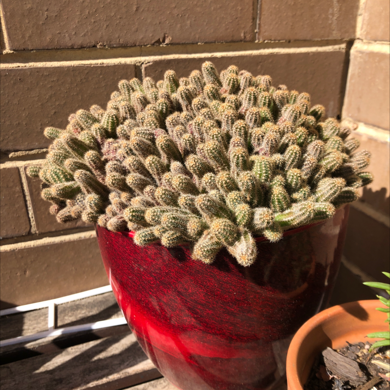 Peanut Cactus plant photo by @Aetherson named Peanuts on Greg, the plant care app.