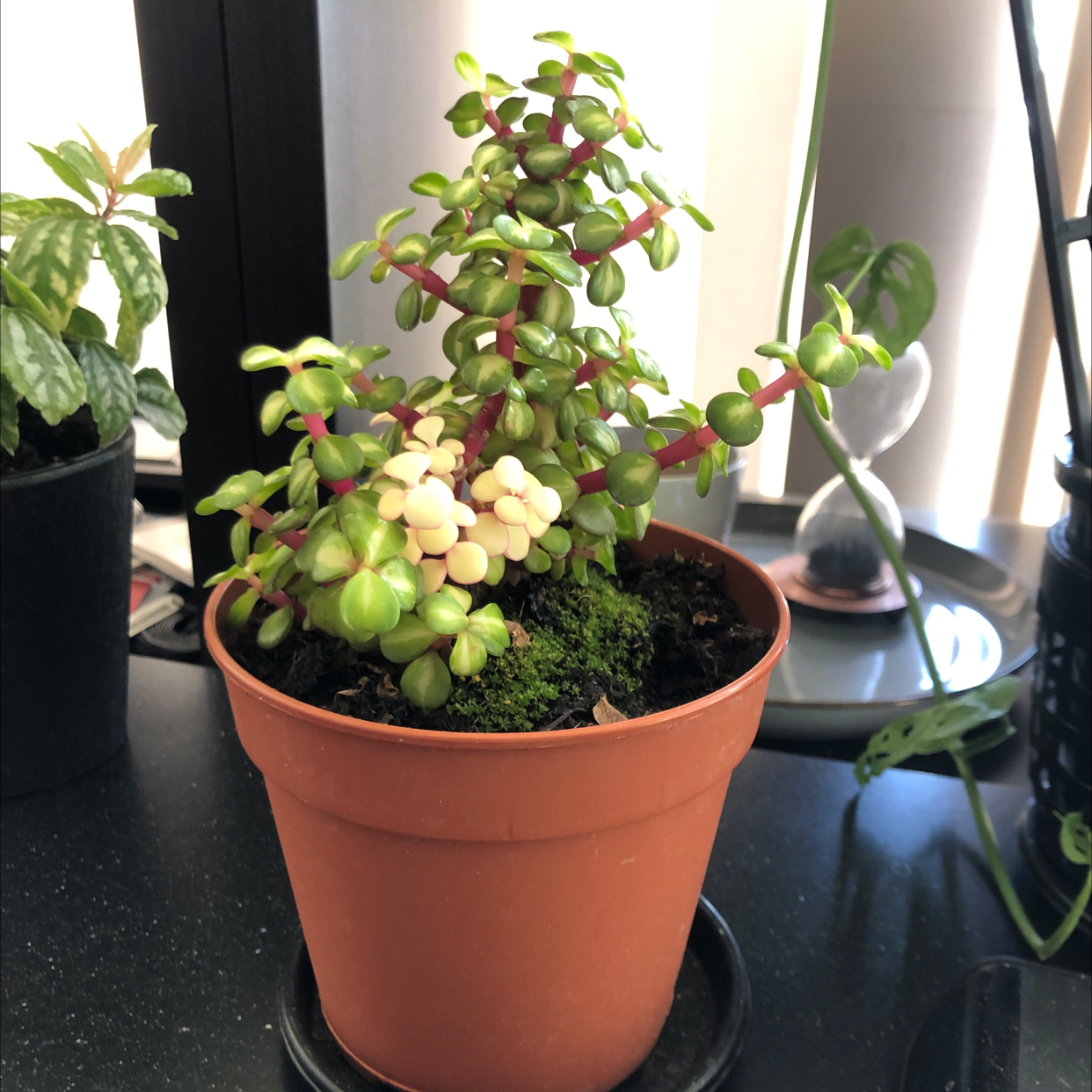 Rainbow Elephant Bush in a terracotta pot with vibrant green and white variegated leaves.