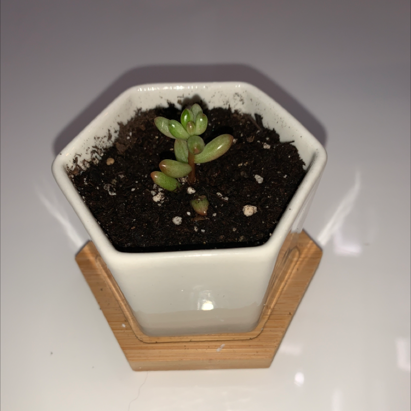 Aurora Pink Jelly Bean succulent in a hexagonal white pot with dark soil.