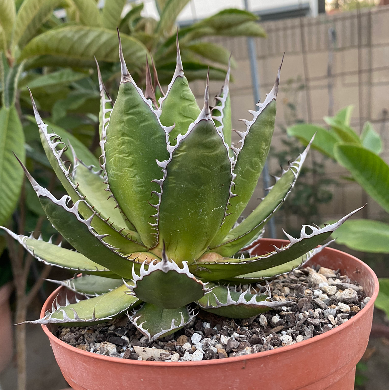 How to Care for Agave horrida: Mastering Water, Sunlight & More