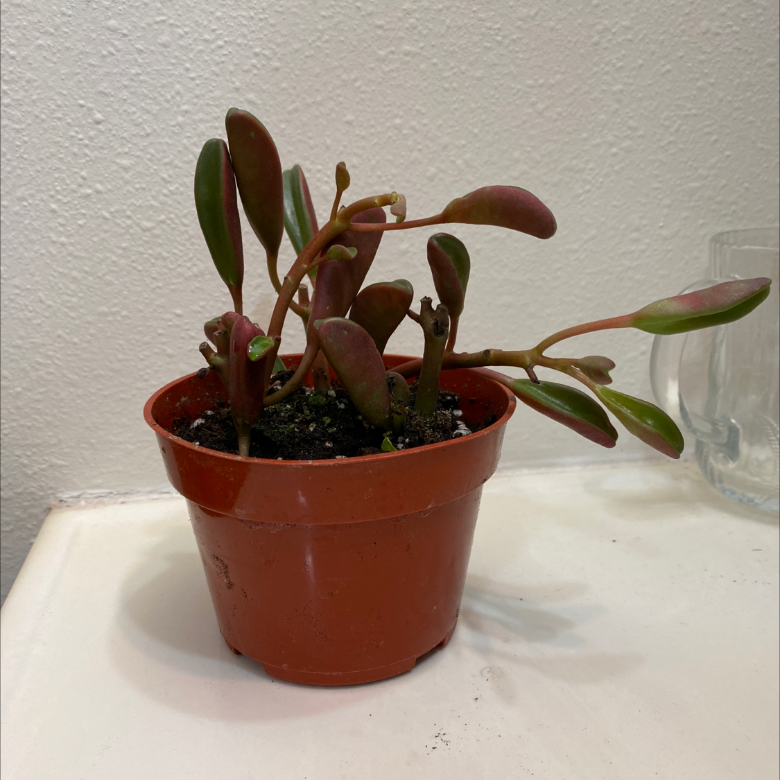 Peperomia 'Ruby Cascade' plant in a small pot, healthy with vibrant leaves.