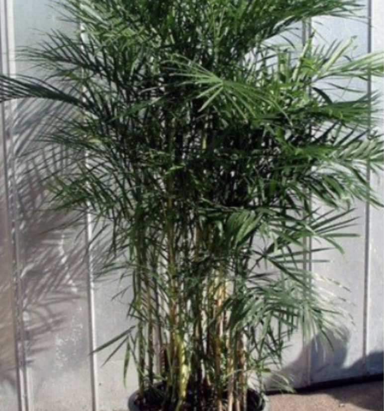 Bamboo Palm plant photo by Brittany named Boo on Greg, the plant care app.