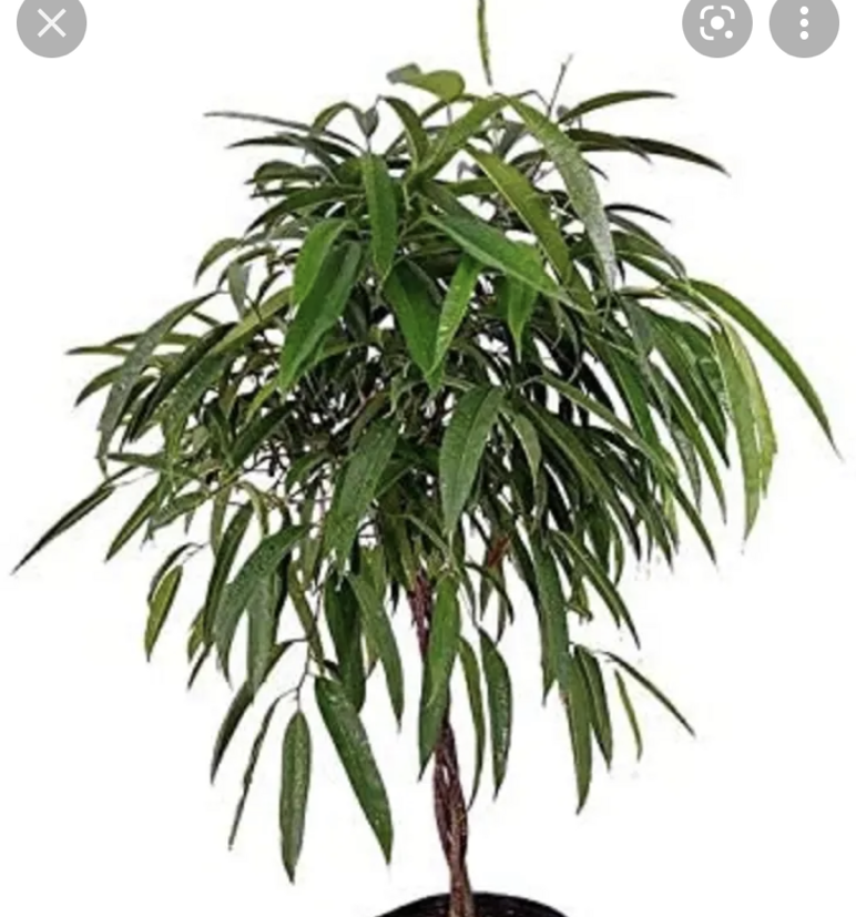 Photo of the plant species Ficus Alii by Brittany named Figaro on Greg, the plant care app
