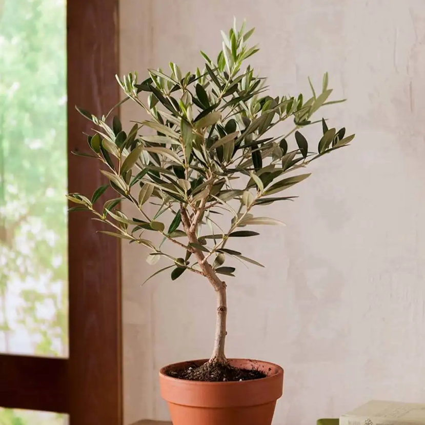Photo of the plant species Olive Tree by Brittany named Olive on Greg, the plant care app