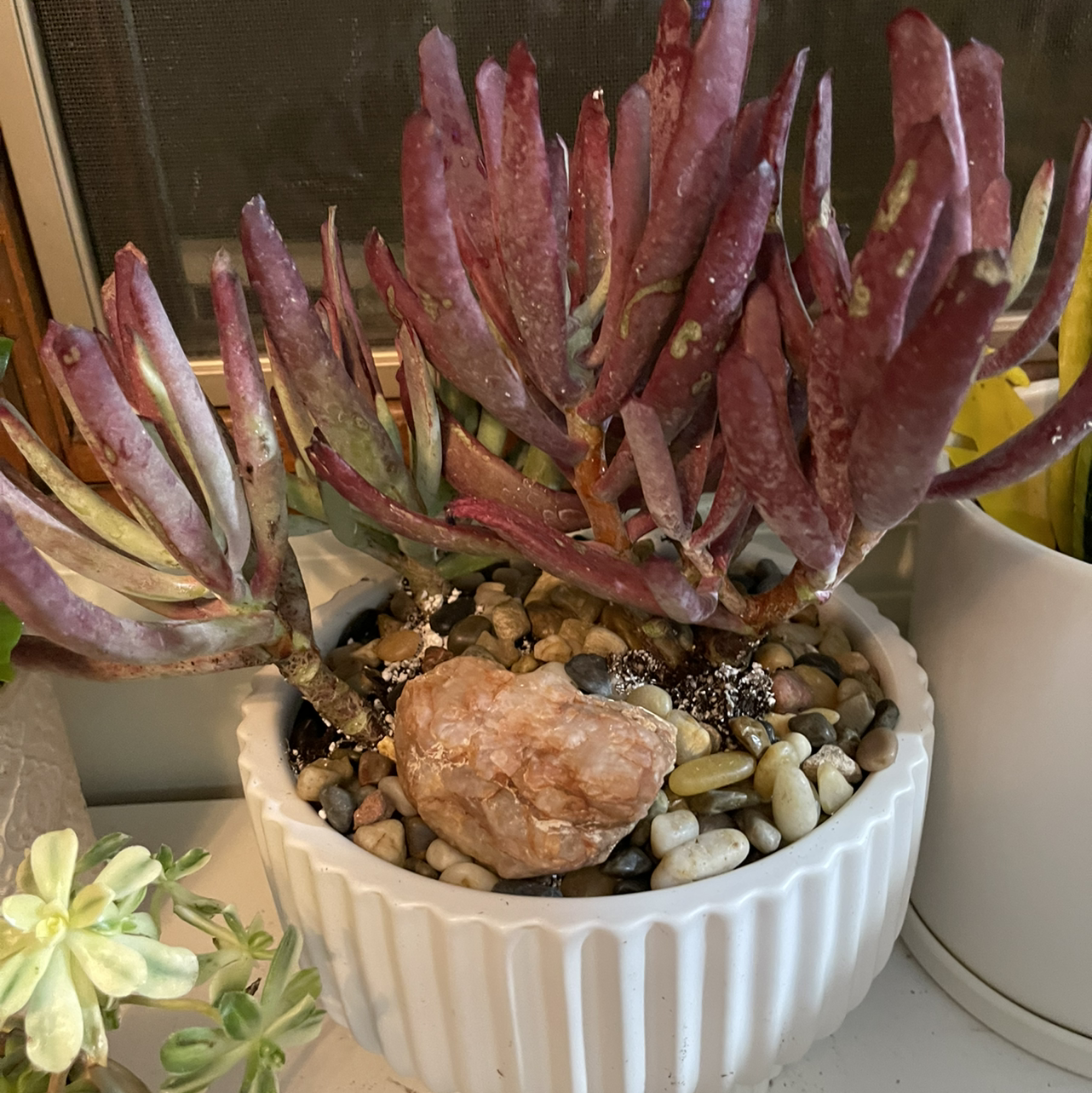 Photo of the plant species Cotyledon 'Burgundy Ice' by Kristine named Maya on Greg, the plant care app