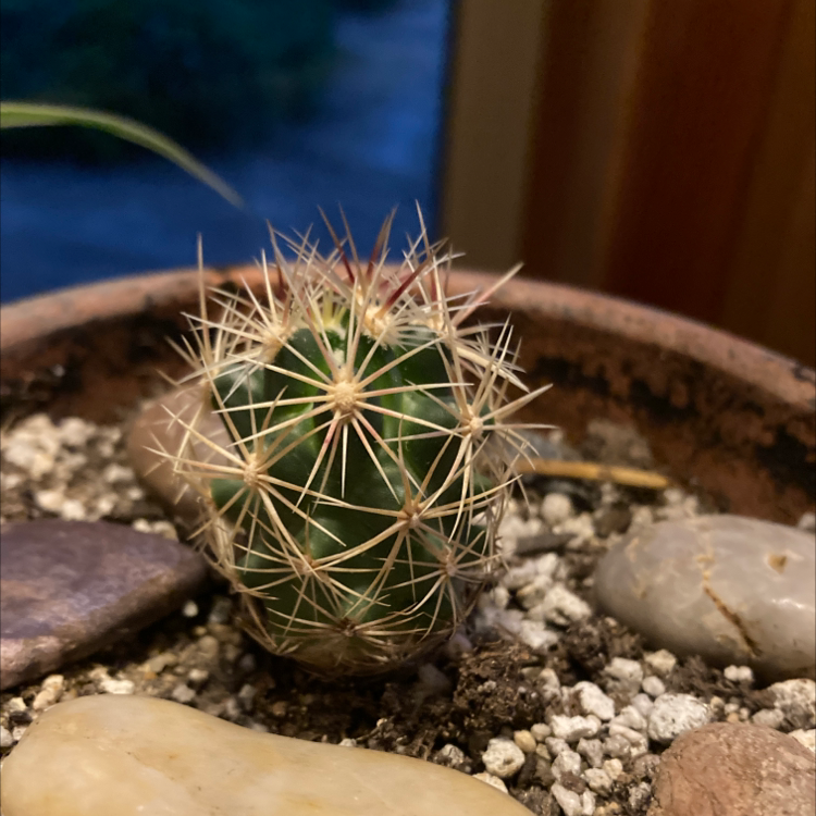 Photo of the plant species Scheer's Fishhook Cactus by Wyatt named Buddy on Greg, the plant care app