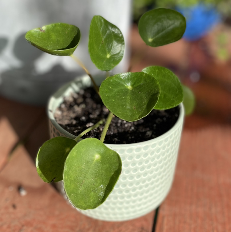 Chinese Money Plant plant photo by @Keen named Cheery on Greg, the plant care app.