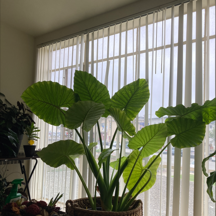 Giant Taro plant photo by Mimi named Elephant on Greg, the plant care app.