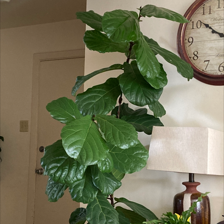 Fiddle Leaf Fig plant photo by Mimi named Fig on Greg, the plant care app.