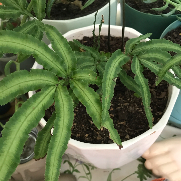 Potted Cretan Brake plant with serrated green leaves and visible soil. A hand is present in the lower right corner.