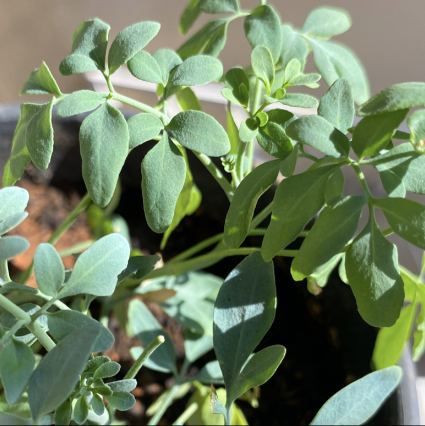 Photo of the plant species Common Rue by @omgpedro named Arruda on Greg, the plant care app