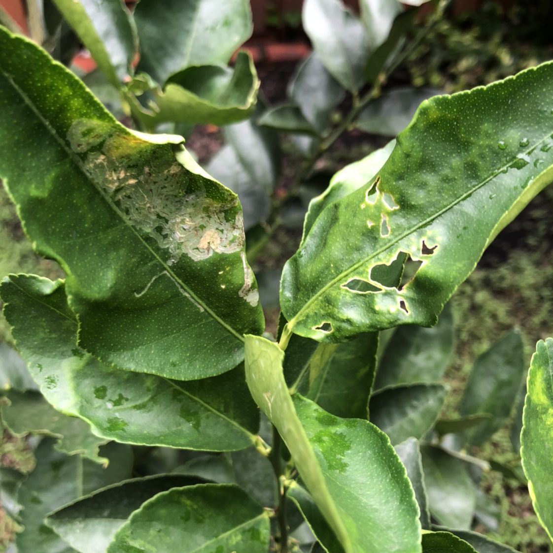 Makrut Lime plant with damaged leaves showing holes and discoloration.