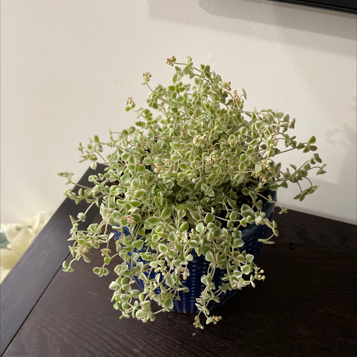 Photo of the plant species Sedum 'Little Missy' by Megan named Lil Miss on Greg, the plant care app