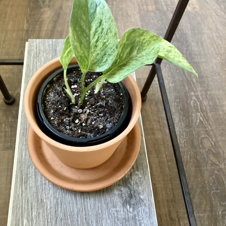 Variegated Philodendron in a terracotta pot on a wooden surface.