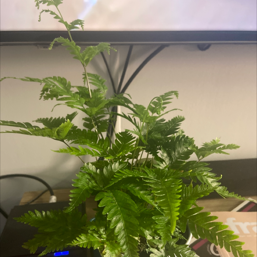 Photo of the plant species Autumn Fern by @rosedb named Bucky on Greg, the plant care app