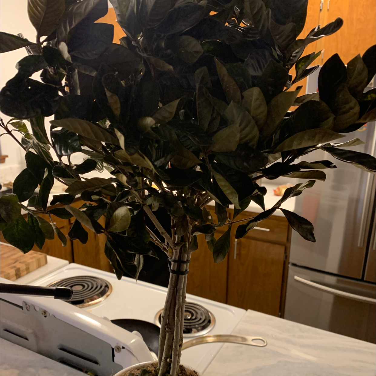 Cape Jasmine plant with dark green leaves placed on a kitchen counter.