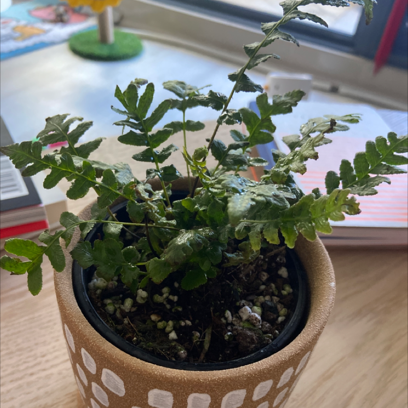 Photo of the plant species Rasp Fern by River named raspberry on Greg, the plant care app