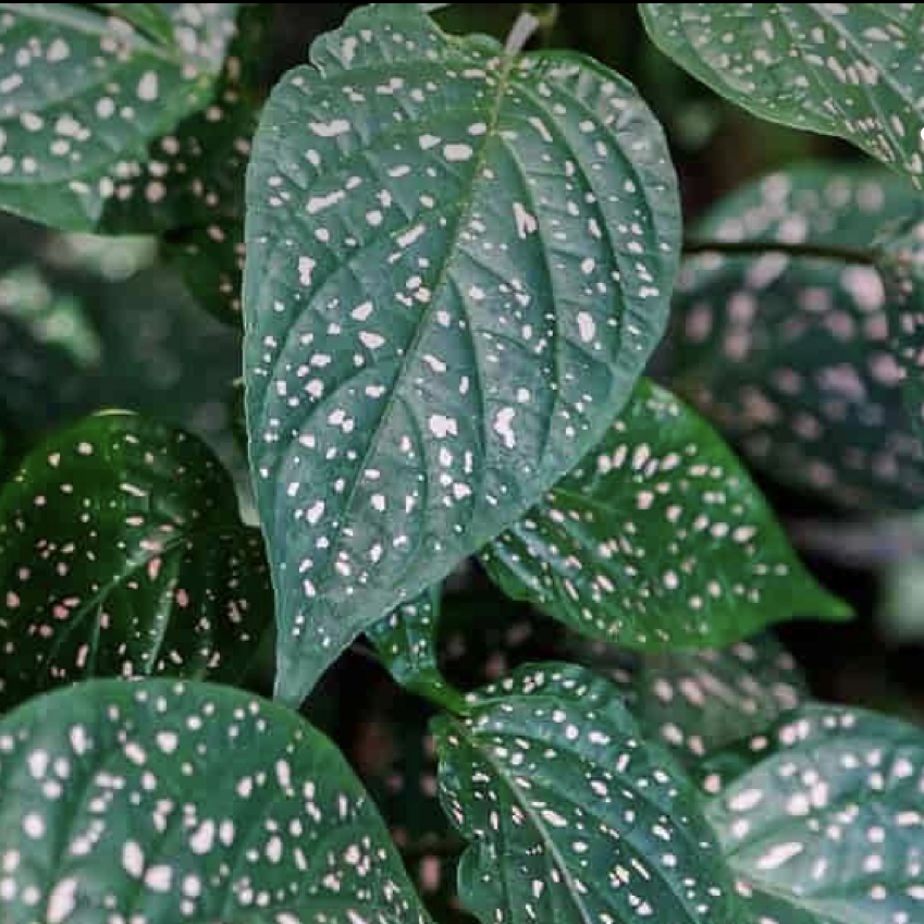 Polka Dot Plant plant photo by Chelsea named Lenny on Greg, the plant care app.