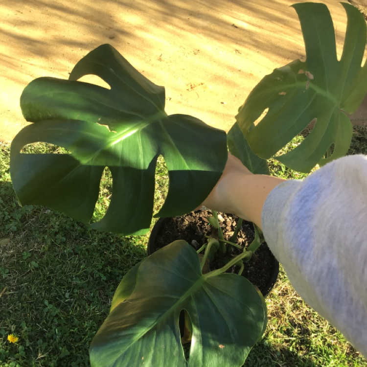 Monstera plant photo by Eloise named Monty on Greg, the plant care app.