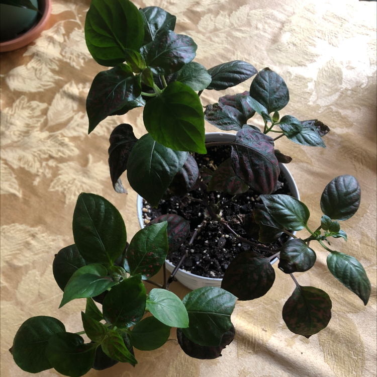 Polka Dot Plant plant photo by Tracy named Planty plant on Greg, the plant care app.