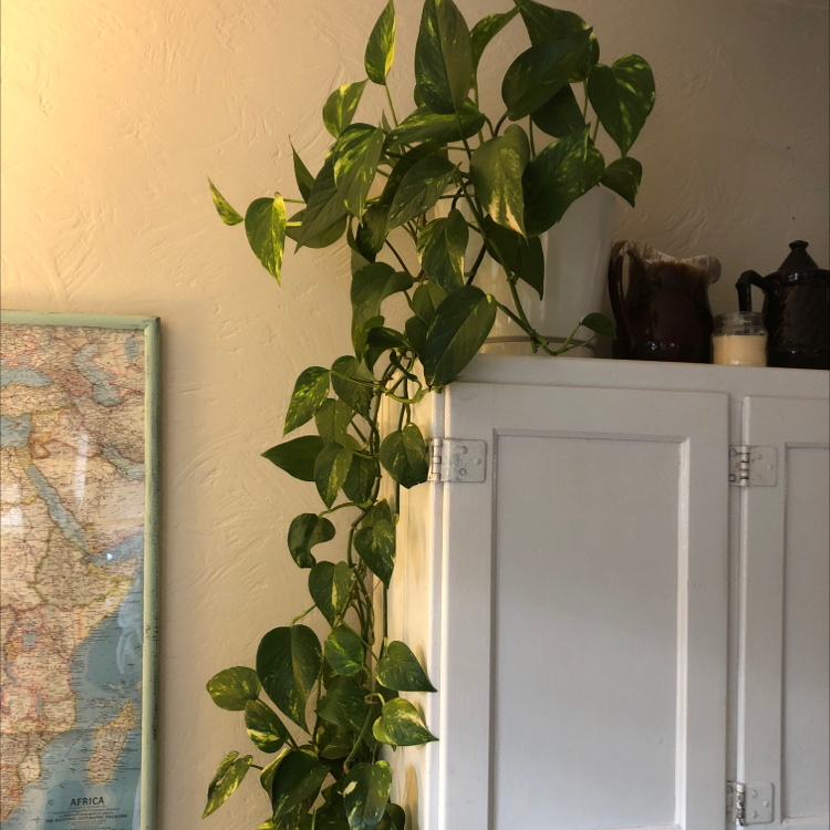 Taro Vine plant photo by Tracy named Athos on Greg, the plant care app.