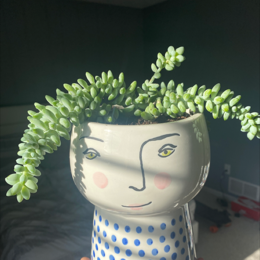 Burro's Tail plant photo by @annaxsmith named beyonce on Greg, the plant care app.