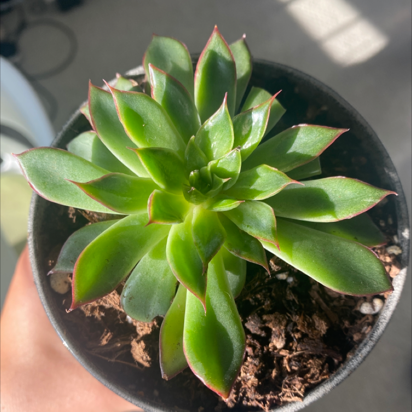 Hens and Chicks plant photo by @annaxsmith named oscar on Greg, the plant care app.