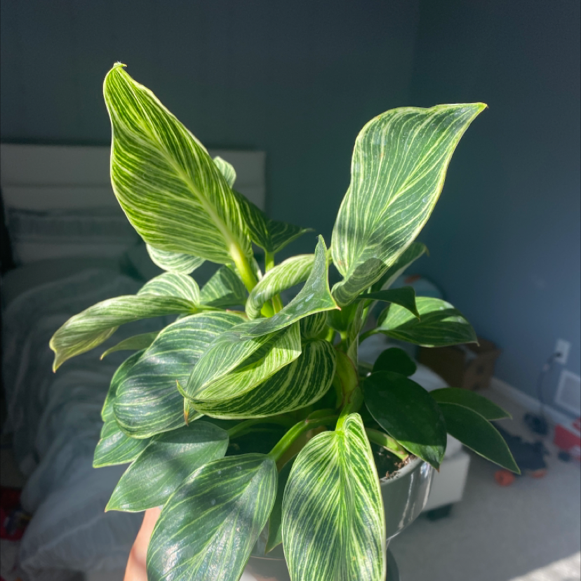 Variegated Shell Ginger plant with vibrant green and white variegated leaves held indoors.