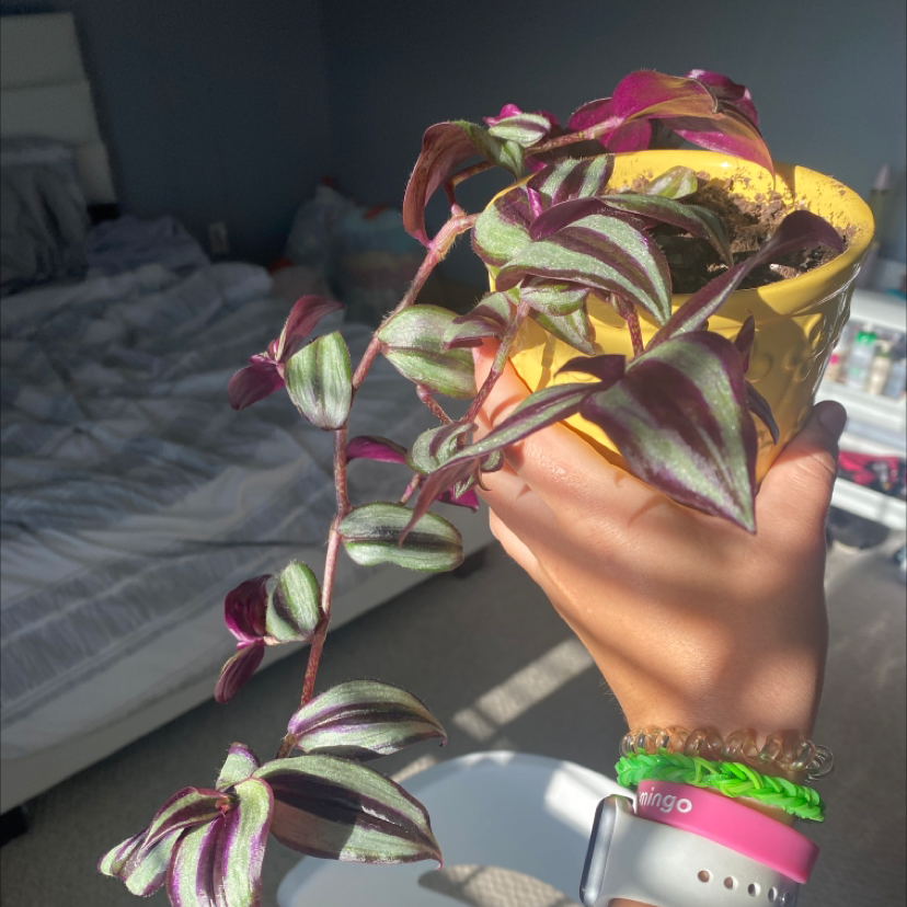 Spiderwort plant photo by @annaxsmith named ronaldo on Greg, the plant care app.