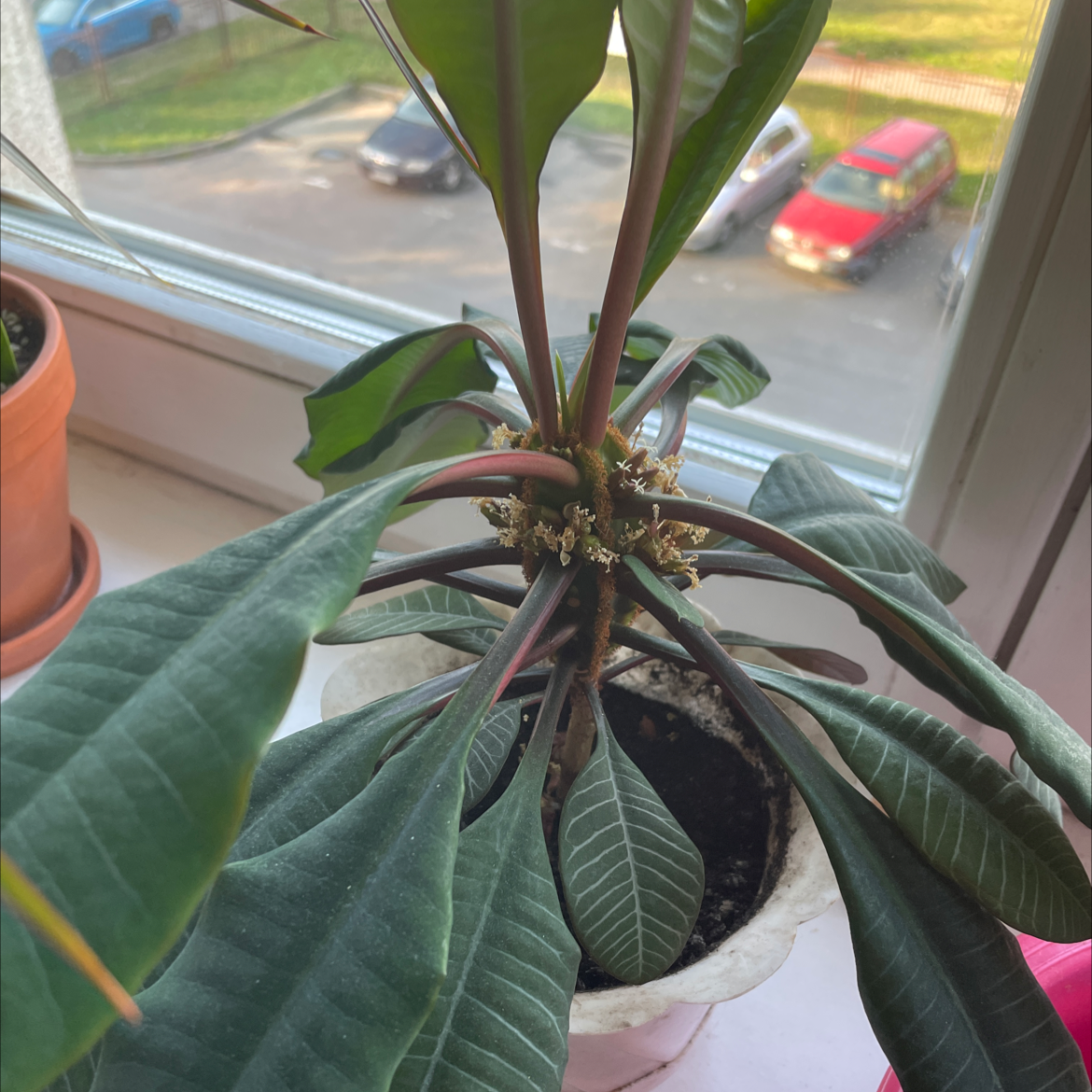 Madagascar Jewel plant in a pot on a windowsill, appearing healthy with visible soil.