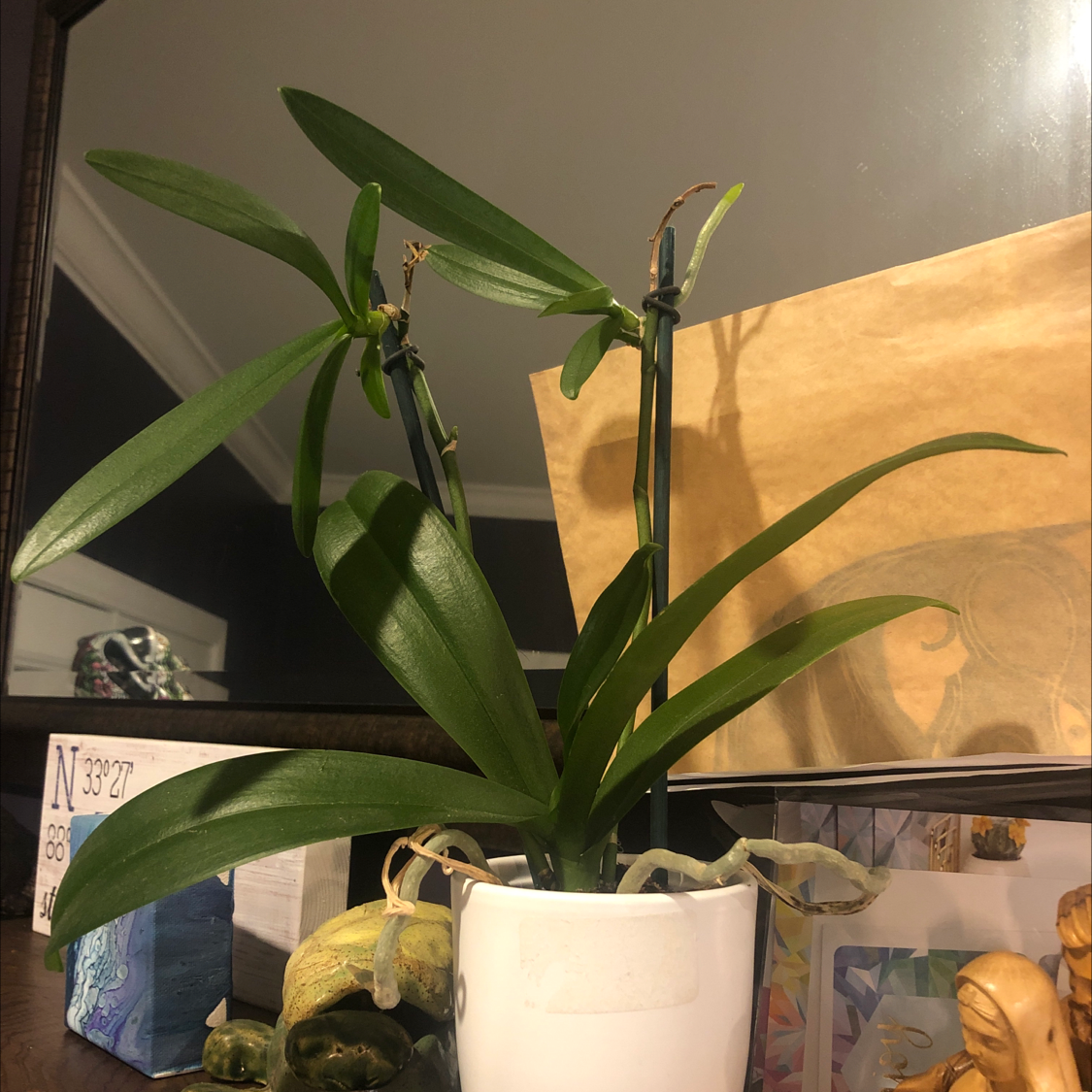 Phalaenopsis Orchid plant photo by @Plantmomma3 named Fiona on Greg, the plant care app.