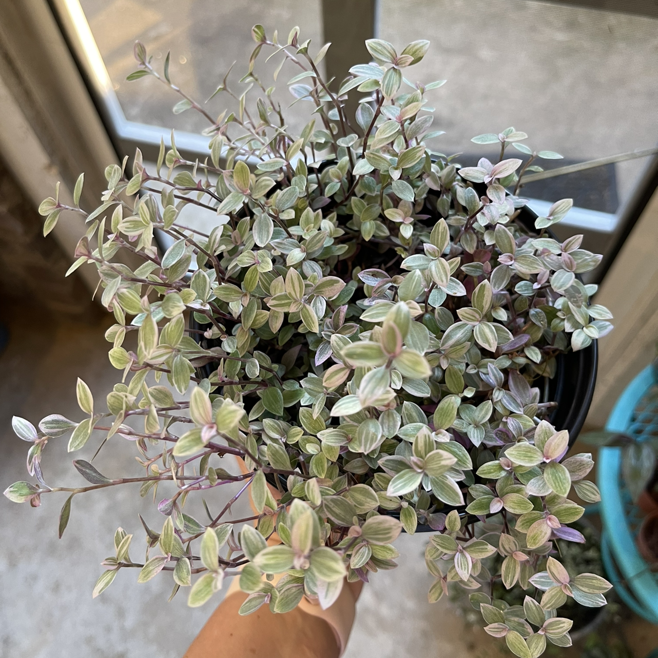 Pink Panther Tradescantia plant with variegated leaves, held by a hand.