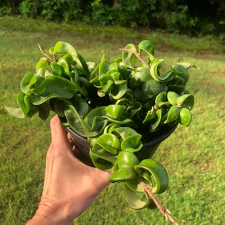 Hoya carnosa 'Compacta' plant in Starkville, Mississippi