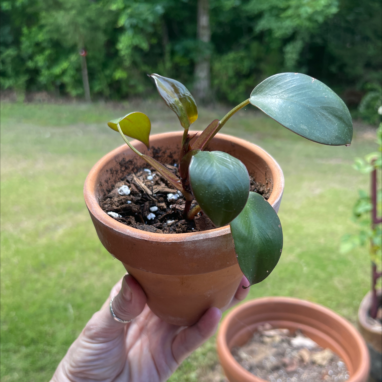 Philodendron 'Red Congo' plant in a terracotta pot held by a hand, garden background.