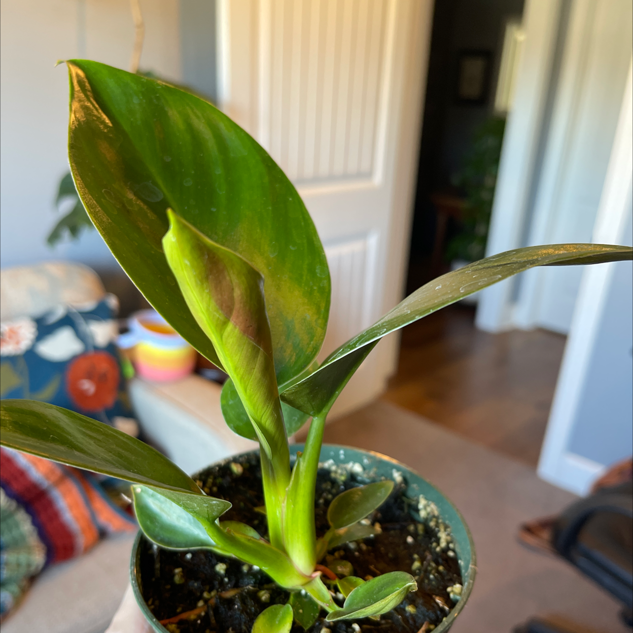 philodendron imperial green brown leaves