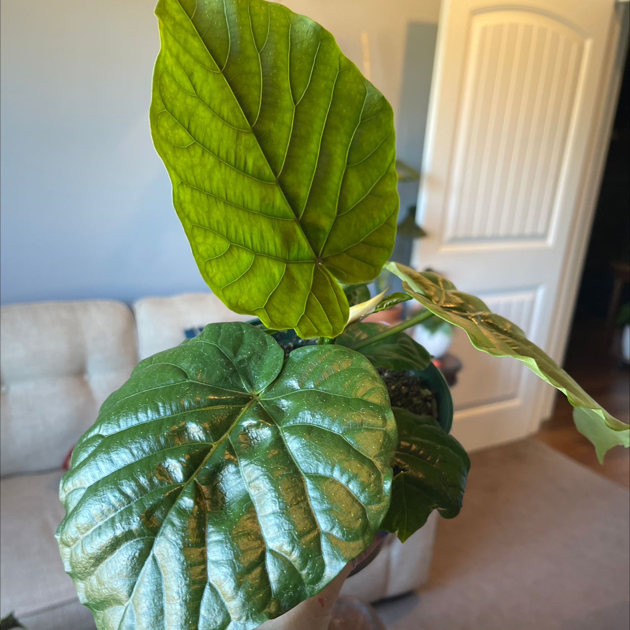 Ficus umbellata plant with large, glossy green leaves in a well-lit indoor setting.