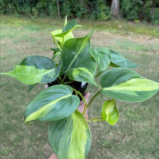 Heartleaf Philodendron plant in Starkville, Mississippi