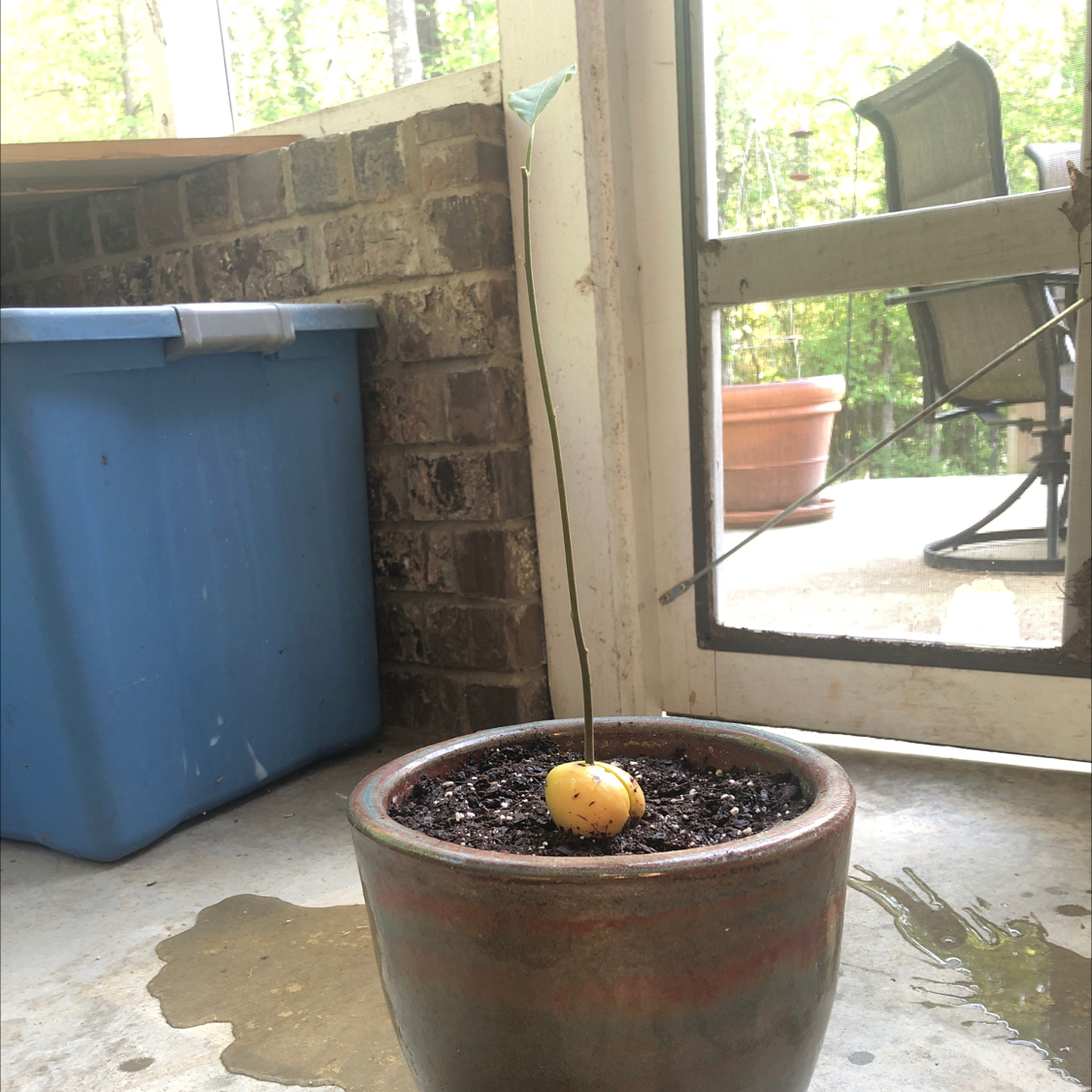Avocado plant photo by @Plantmomma3 named Baby Avocado “One” on Greg, the plant care app.