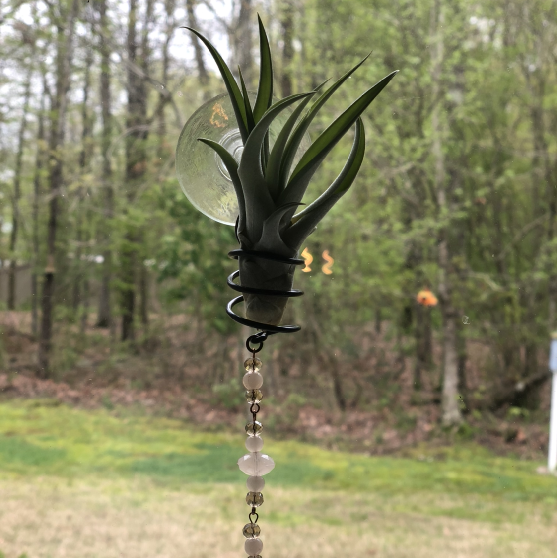 Capitata Air Plant in a decorative holder, healthy with no visible discoloration.