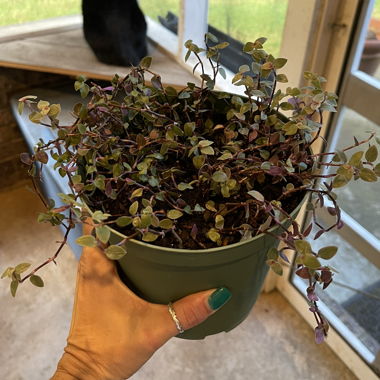 Potted Pink Panther Tradescantia plant held by a hand, with a window and a cat in the background.