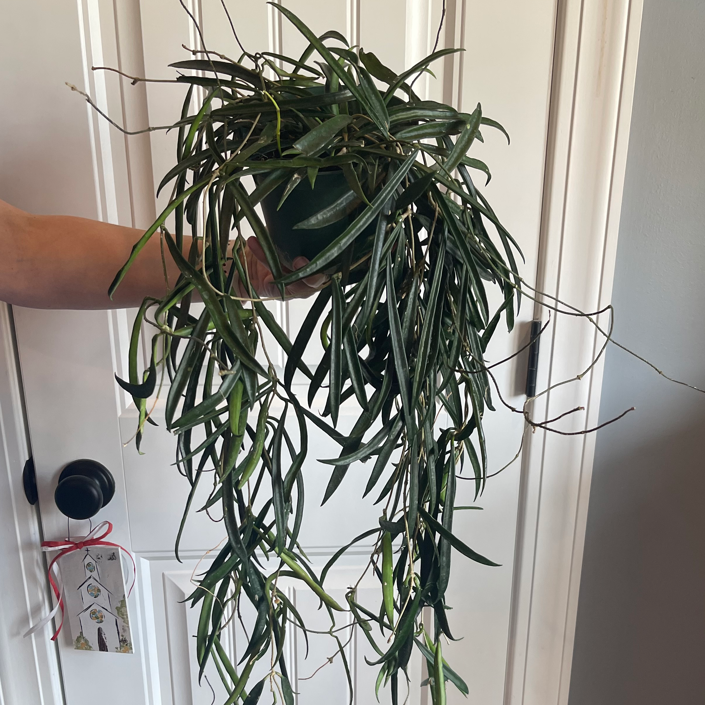 Hoya shepherdii plant in a hanging pot with long, narrow leaves, some yellowing and browning, held by a hand.